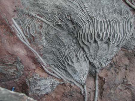 Crinoiden