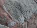 Crinoiden