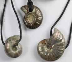 Ammonite polished, drilled Madagascar