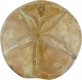 oursin poli