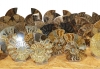 Ammonite Pairs 8-25 cm, Madagascar
