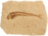 Fish (Dastilbe) approx. 6 x 5 cm
