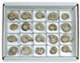 L (12 Stck) ArtNr.: 60031-L