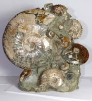 Ammoniten Skulptur Ammo34
