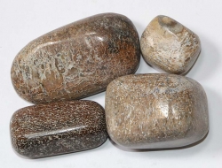 Dinosaur Bone Tumbled Stones XL