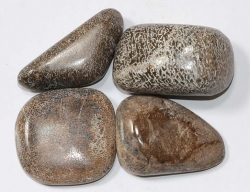 Os de Dinosaure pierres roules XL