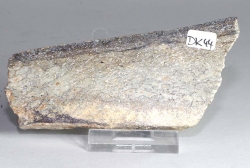 Slice Dinosaur Bone No. DK44
