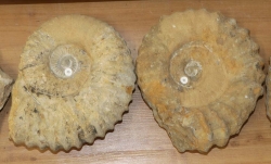 Ammoniten ca. 20-26 cm, B-Qualitt