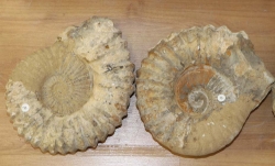 Ammoniten ca. 20-26 cm, B-Qualitt