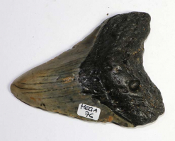 Megalodon Zahn Nr. 76