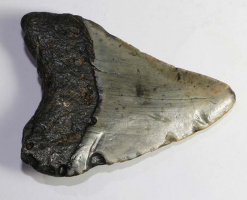 Megalodon Teeth USA No. 76