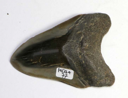 Megalodon Zahn USA No. 77