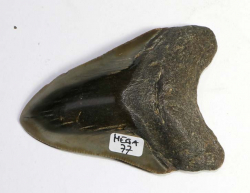 Megalodon Zahn Nr. 77