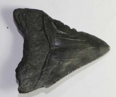 Megalodon Zahn Nr. 78