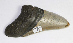 Megalodon Zahn USA No. 82