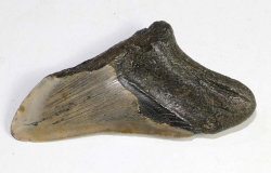 Megalodon Teeth USA No. 82