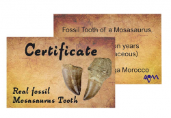 Zertifikat Mosasaurus Zähne