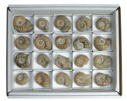 Kiste Ammoniten 3-5 cm (20 St�ck)