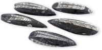 Orthoceraten 6-10 cm (LOT75)