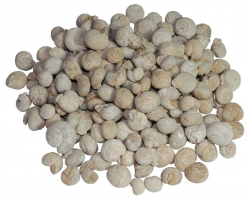 Versteinerte Schnecken