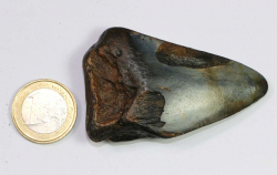 Megalodon Zahn Nr. 102