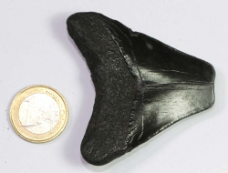Megalodon Zahn Nr. 103