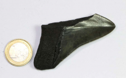 Megalodon Zahn Nr. 104