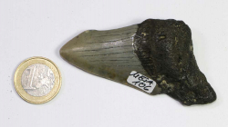 Megalodon Zahn Nr. 106