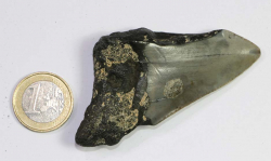 Megalodon Zahn Nr. 106