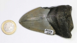 Megalodon Zahn Nr. 108