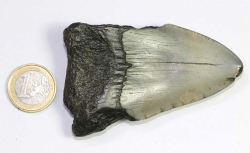 Megalodon Zahn Nr. 108