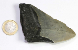 Megalodon Zahn Nr. 109