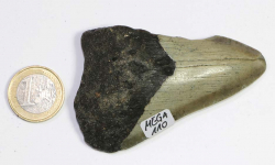 Megalodon Zahn Nr. 110