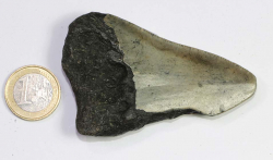 Megalodon Zahn Nr. 110