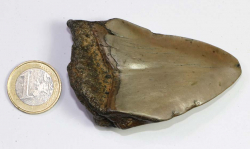 Megalodon Zahn Nr. 111