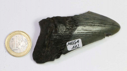 Megalodon Zahn Nr. 112
