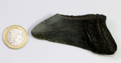 Megalodon Zahn Nr. 112