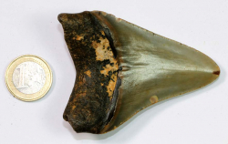 Megalodon Zahn Nr. 113