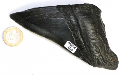 Megalodon Zahn Nr. 120