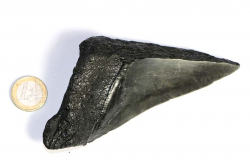 Megalodon Zahn Nr. 120