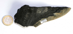 Megalodon Zahn Nr. 121