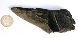 Megalodon Zahn Nr. 121