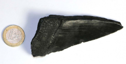 Megalodon Zahn Nr. 122
