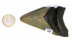 Megalodon Zahn Nr. 118