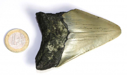 Megalodon Zahn Nr. 118