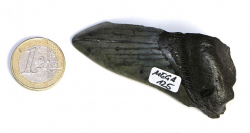 Megalodon Zahn Nr. 125