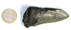 Megalodon Zahn Nr. 125