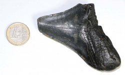 Megalodon Zahn Nr. 119