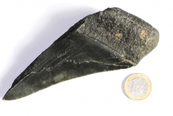 Megalodon Zahn Nr. 127