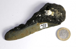 Megalodon Zahn Nr. 129